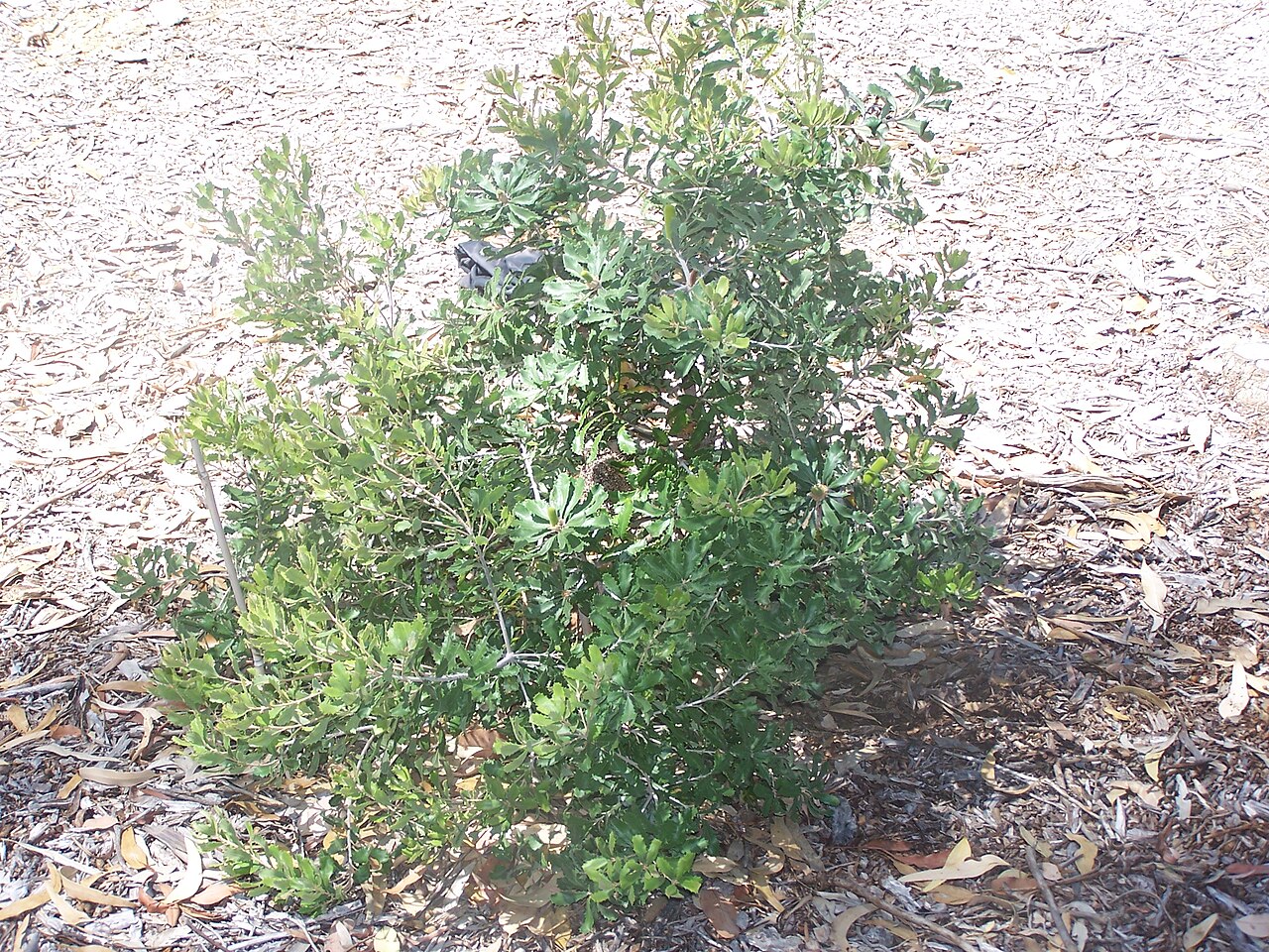 Banksia epica: Banksia epica