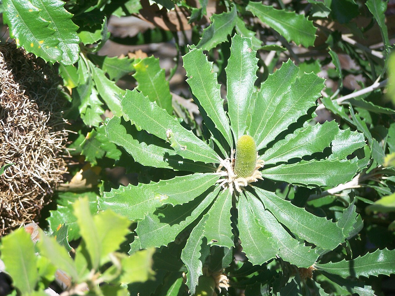 Banksia epica: Banksia epica