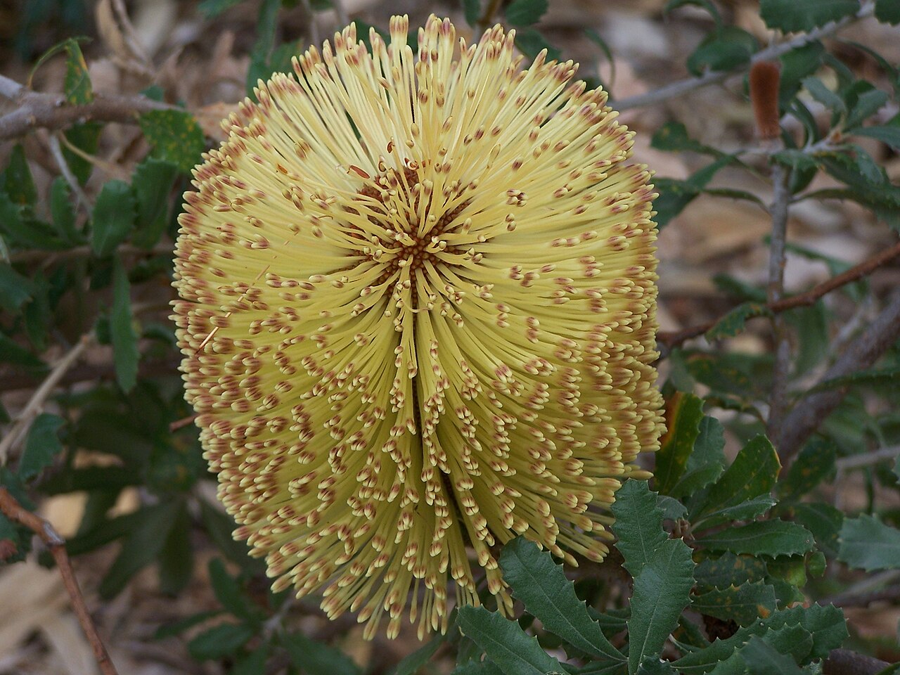 Banksia epica: Banksia plants, currently flowering in the Banksia garden in Kings Park Banksia epica