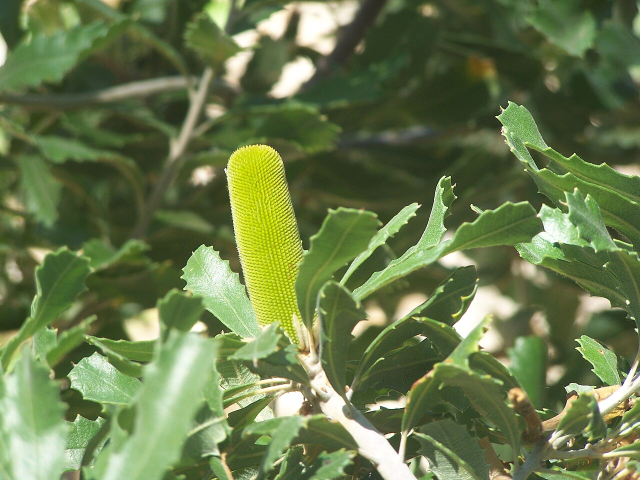 Banksia epica: Banksia epica