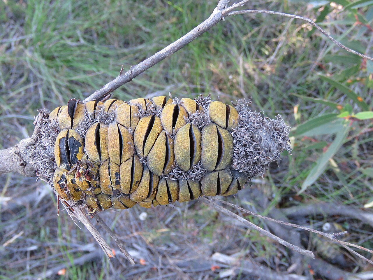 Heath-leaf banksia: Banksia ericifolia L.f., Porters Creek, Morton National Park, NSW, Australia, 4 May 2018