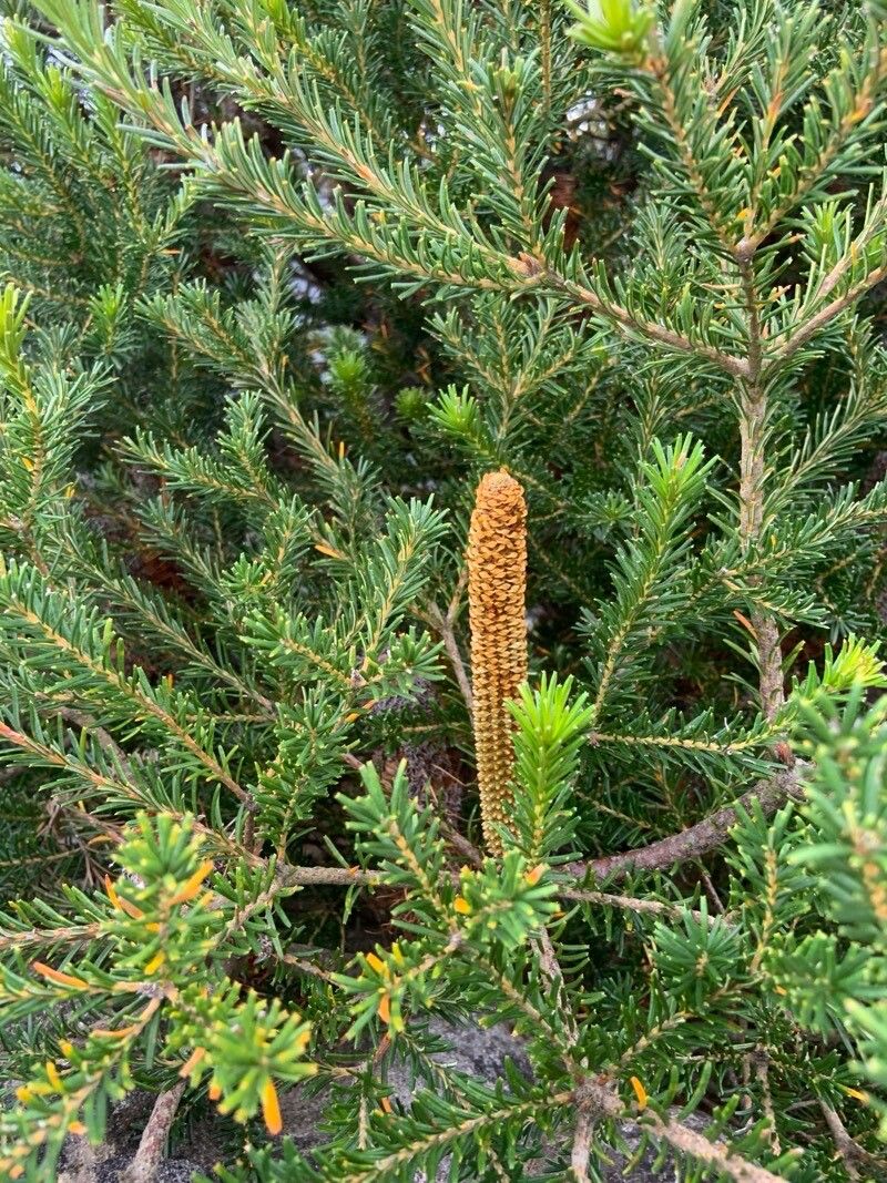 Heath-leaf banksia (Banksia ericifolia)