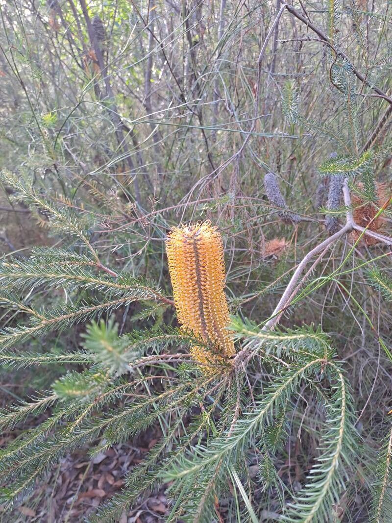 Heath-leaf banksia (Banksia ericifolia)