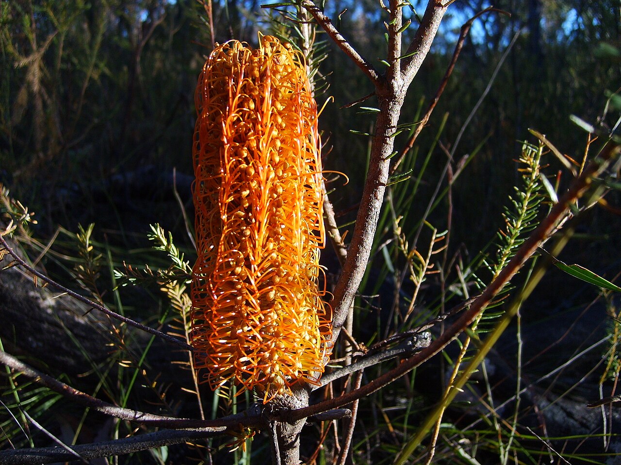 Heath-leaf banksia: Heath-leaved Banksia (Banksia ericifolia). Dharawal Nature Reserve, NSW Australia, May 2008.