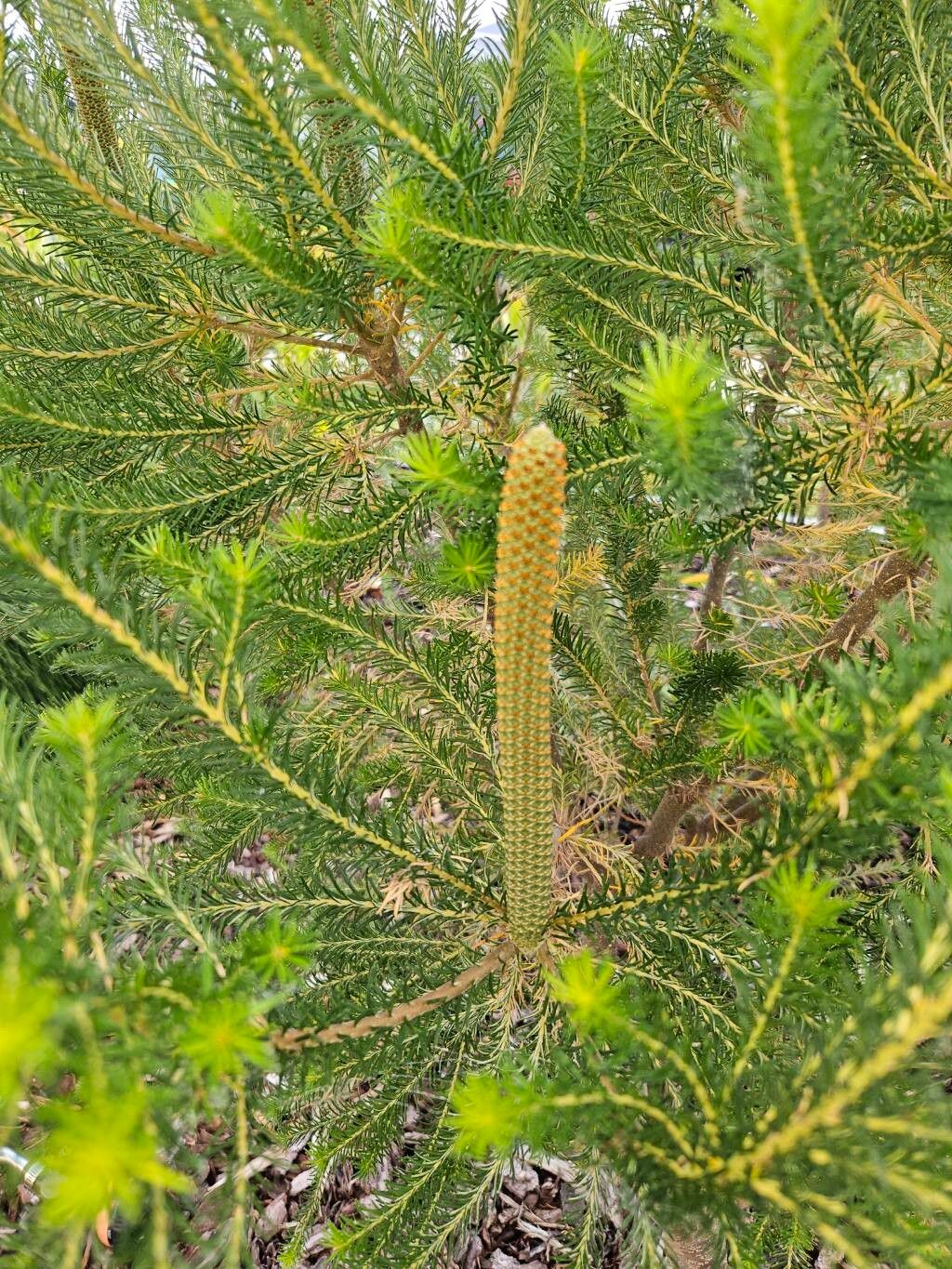 Heath-leaf banksia (Banksia ericifolia)