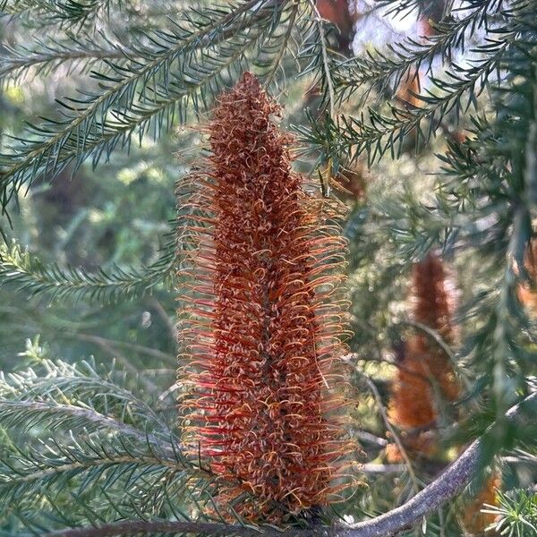 Heath-leaf banksia (Banksia ericifolia)