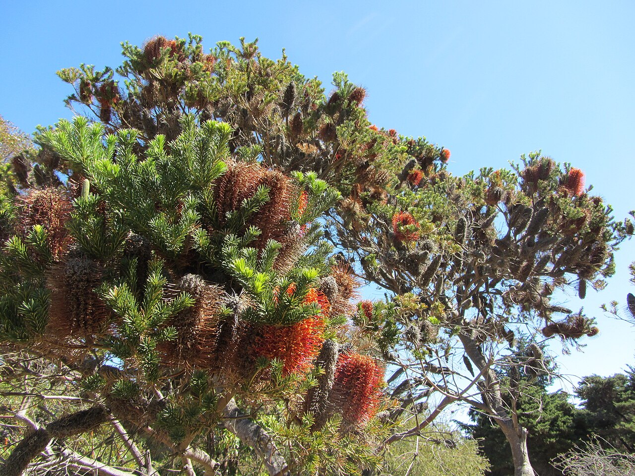 Heath-leaf banksia: Banksia ericifolia 'gold-and-red'