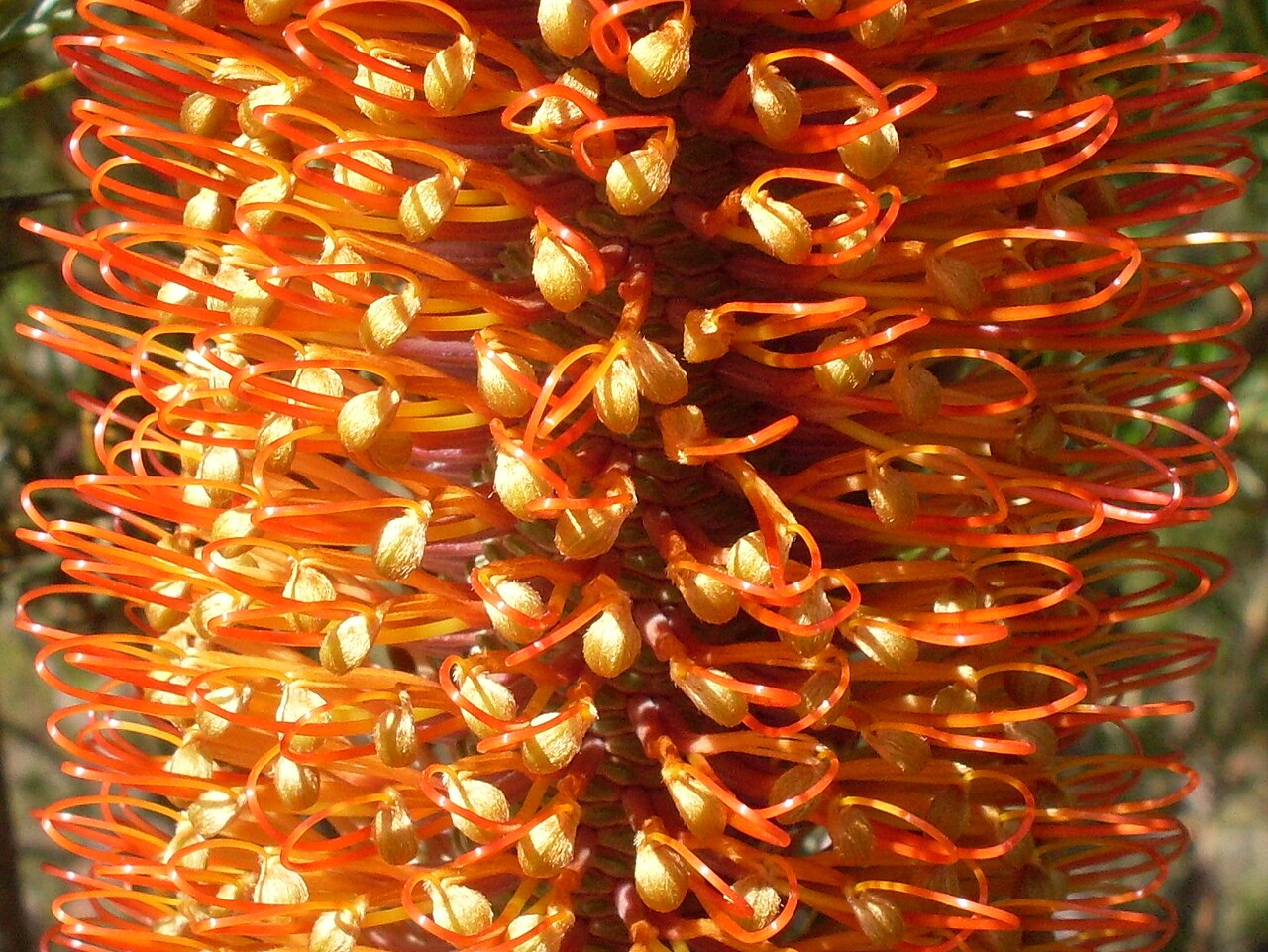 Heath-leaf banksia: Heath banksia (Banksia ericifolia). Dharawal Nature Reserve, NSW Australia, March 2009.