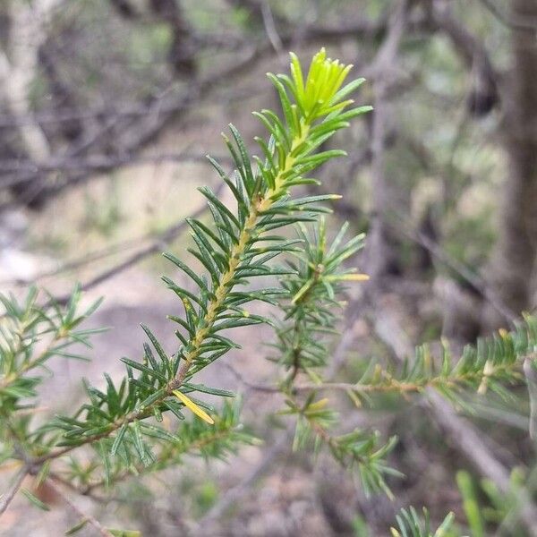 Heath-leaf banksia (Banksia ericifolia)