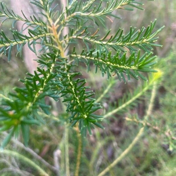 Heath-leaf banksia (Banksia ericifolia)