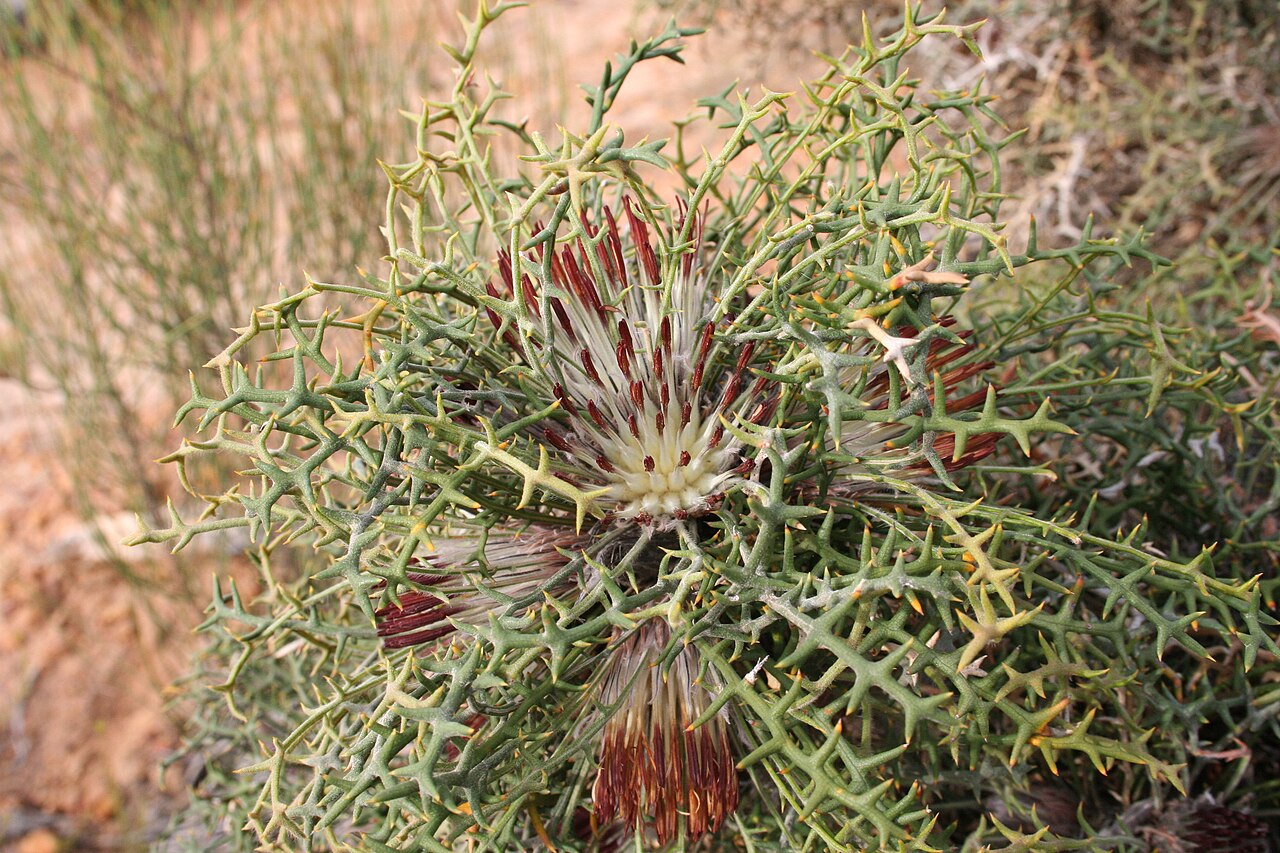 Banksia erythrocephala: Banksia erythrocephala (= Dryandra erythrocephala ), North Karlgarin Nature Reserve