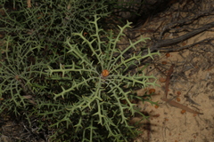 Banksia erythrocephala (Banksia erythrocephala)