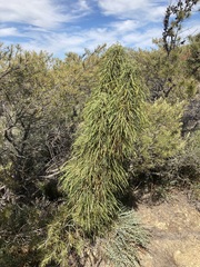 Banksia fasciculata (Banksia fasciculata)