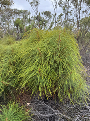 Banksia foliosissima (Banksia foliosissima)