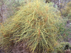 Banksia foliosissima (Banksia foliosissima)