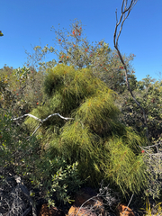 Banksia foliosissima (Banksia foliosissima)
