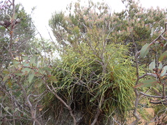 Banksia foliosissima (Banksia foliosissima)