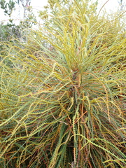 Banksia foliosissima (Banksia foliosissima)