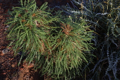 Banksia foliosissima (Banksia foliosissima)