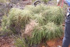 Banksia foliosissima (Banksia foliosissima)