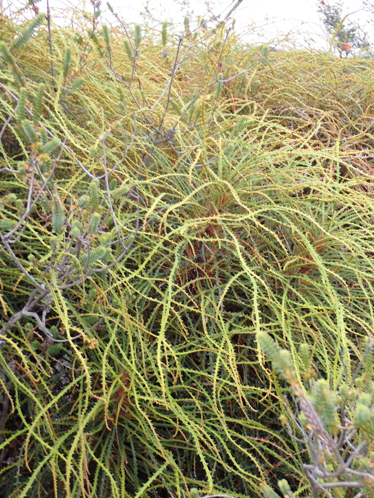 Banksia foliosissima (Banksia foliosissima)