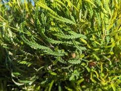 Banksia formosa (Banksia formosa)