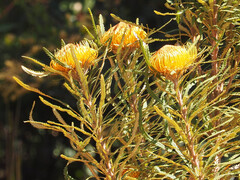 Banksia formosa (Banksia formosa)
