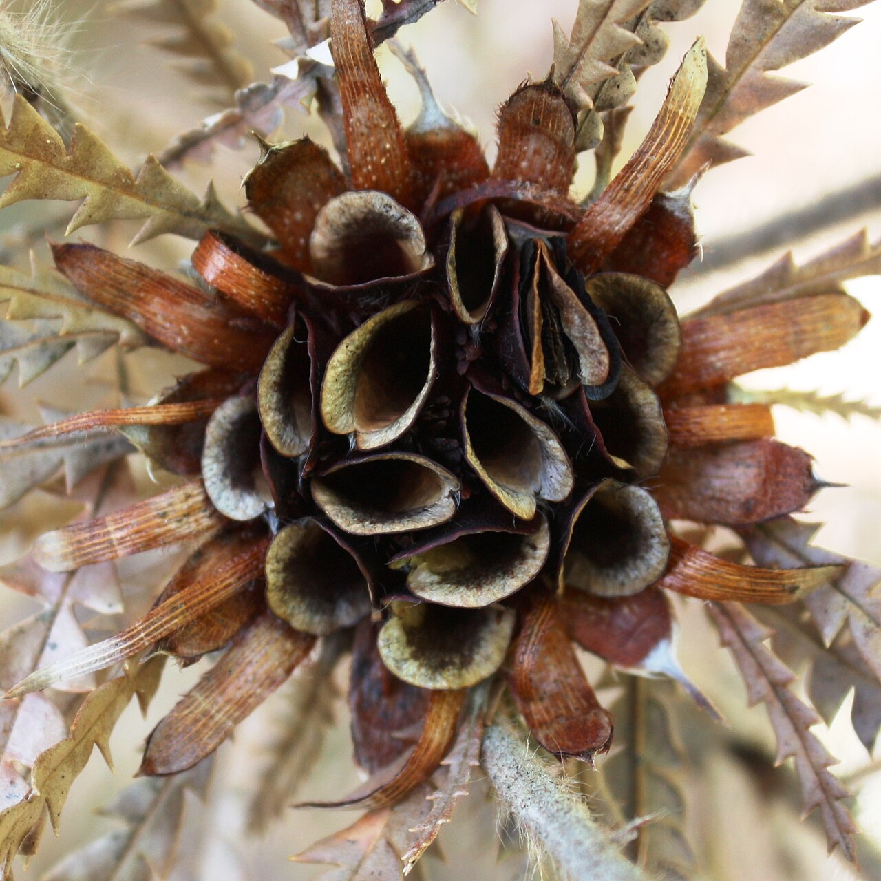 Banksia formosa: A old fruiting head of Banksia formosa , with open follicles. Photo taken near the Donnelly River just upstream from the One Tree Bridge. This is somewhat outsi