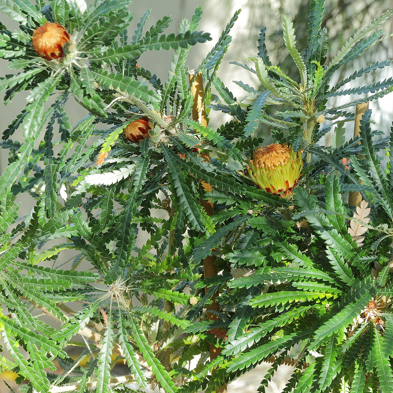 Banksia formosa: Dryandra formosa i Bergianska trädgården .
