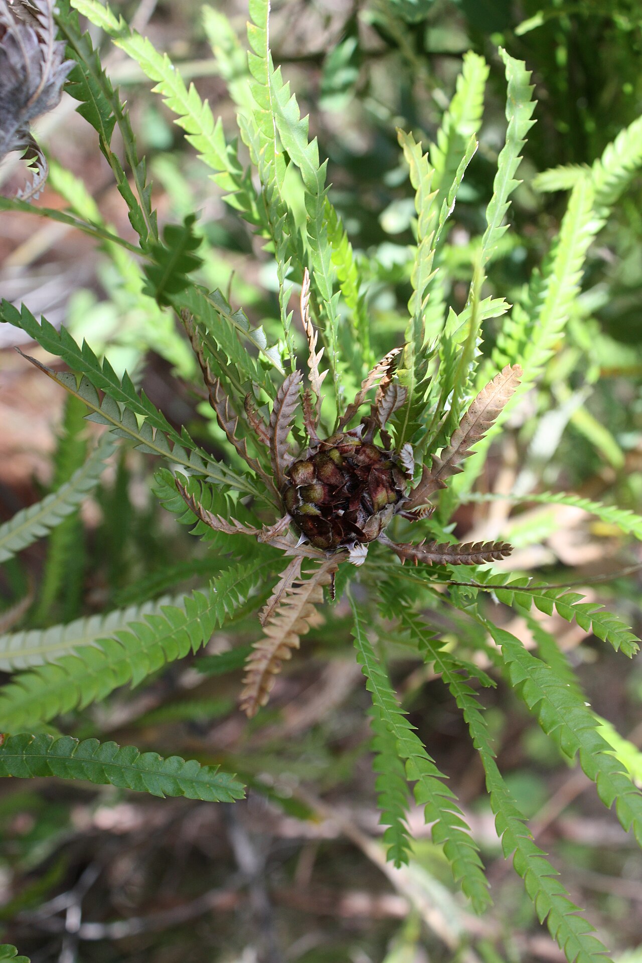 Banksia formosa: Foliage and fruiting head of Banksia formosa . Photo taken near the Donnelly River just upstream from the One Tree Bridge. This is somewhat outside the recorded