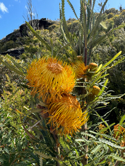 Banksia formosa (Banksia formosa)