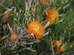Banksia formosa (Banksia formosa)