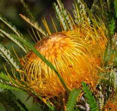 Banksia formosa (Banksia formosa)