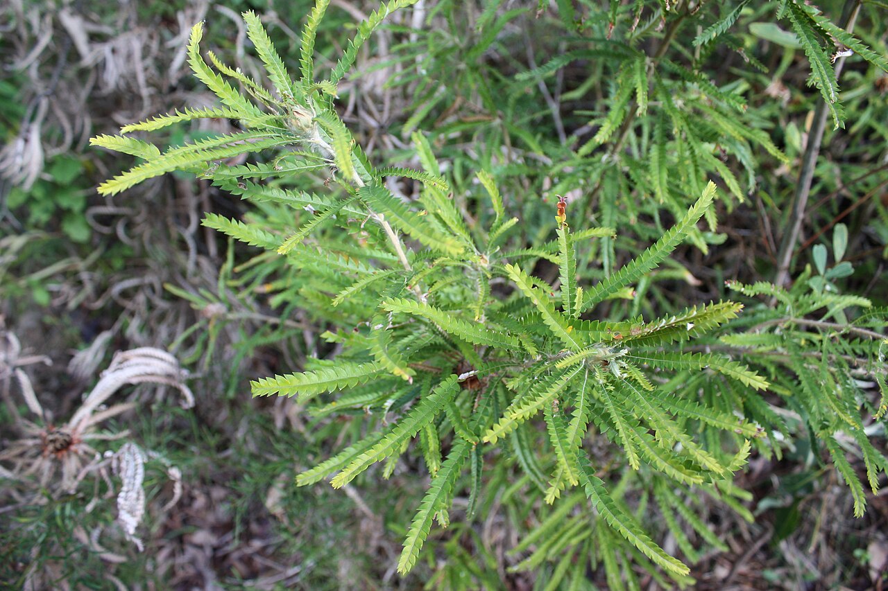 Banksia formosa: Foliage of Banksia formosa . Photo taken near the Donnelly River just upstream from the One Tree Bridge. This is somewhat outside the recorded distribution of t