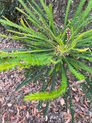 Banksia formosa (Banksia formosa)