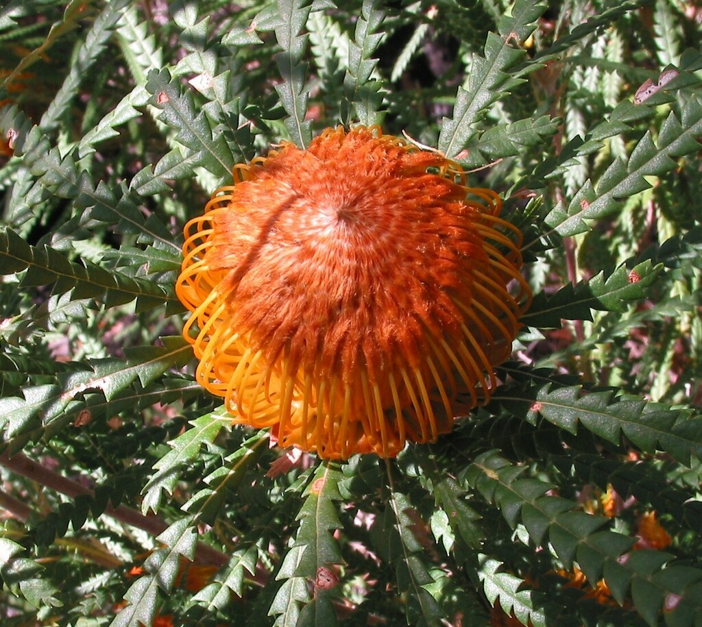 Banksia formosa (Banksia formosa)