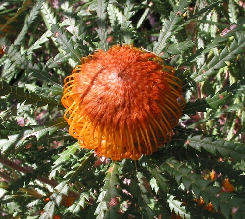 Banksia formosa (Banksia formosa)