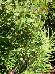 Banksia formosa (Banksia formosa)