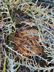 Banksia fraseri (Banksia fraseri)
