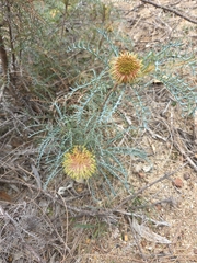Banksia fraseri (Banksia fraseri)