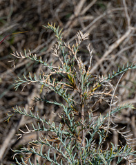 Banksia fraseri (Banksia fraseri)