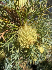 Banksia fraseri (Banksia fraseri)