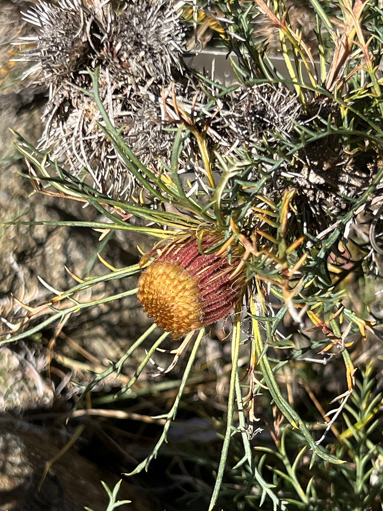 Banksia fraseri: Banksia fraseri var. fraseri growing in the ANBG