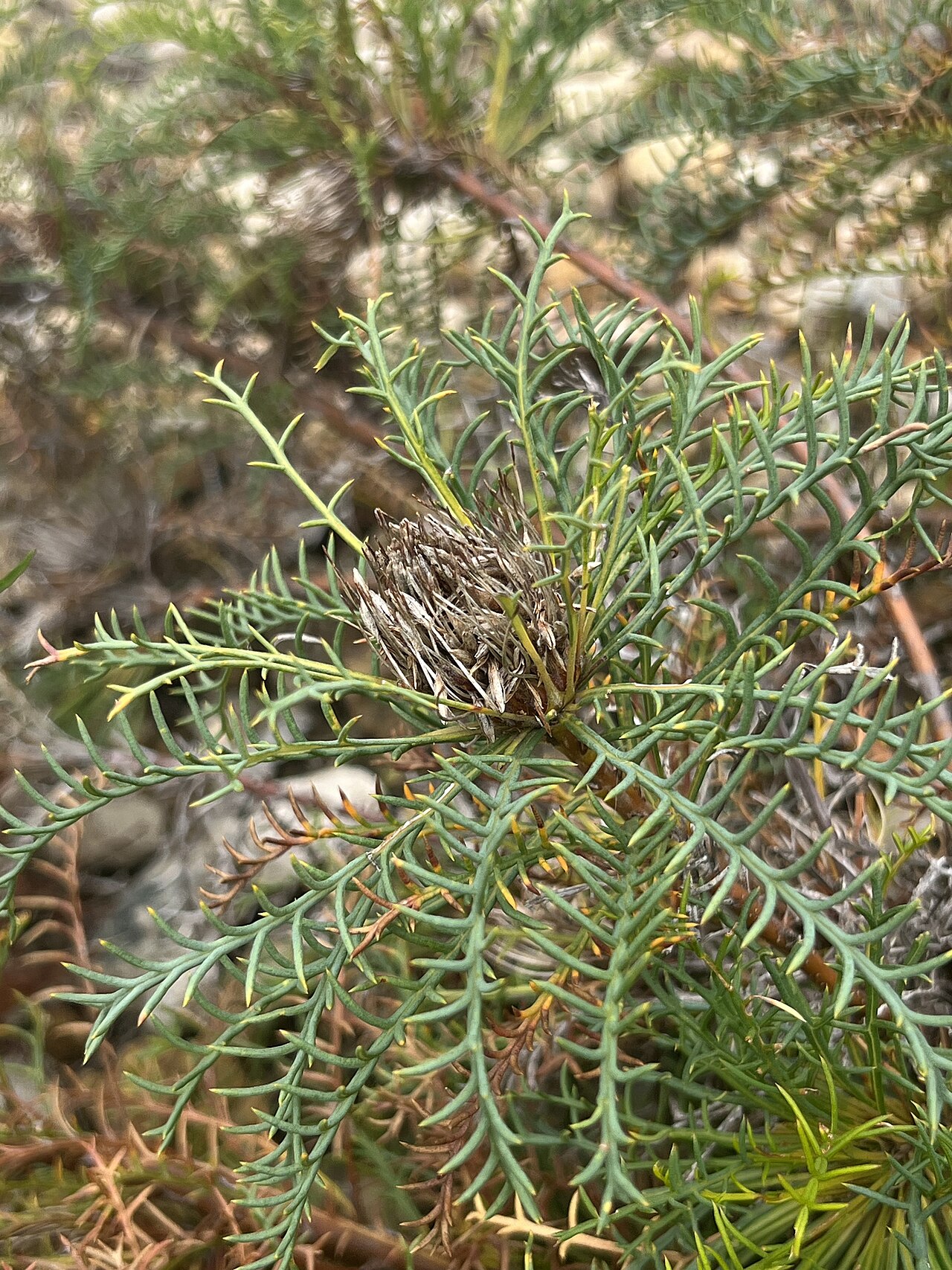 Banksia fraseri: Banksia fraseri var. fraseri