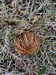 Banksia fraseri (Banksia fraseri)