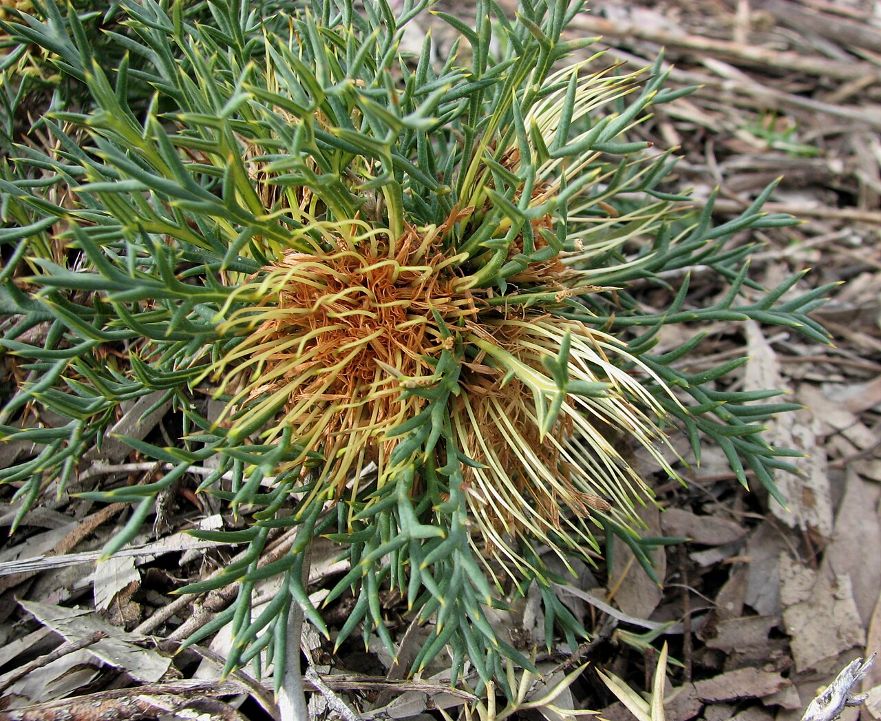 Banksia fraseri: Banksia fraseri (cultivated, labelled) , Royal Botanic Gardens Cranbourne, Victoria, Australia