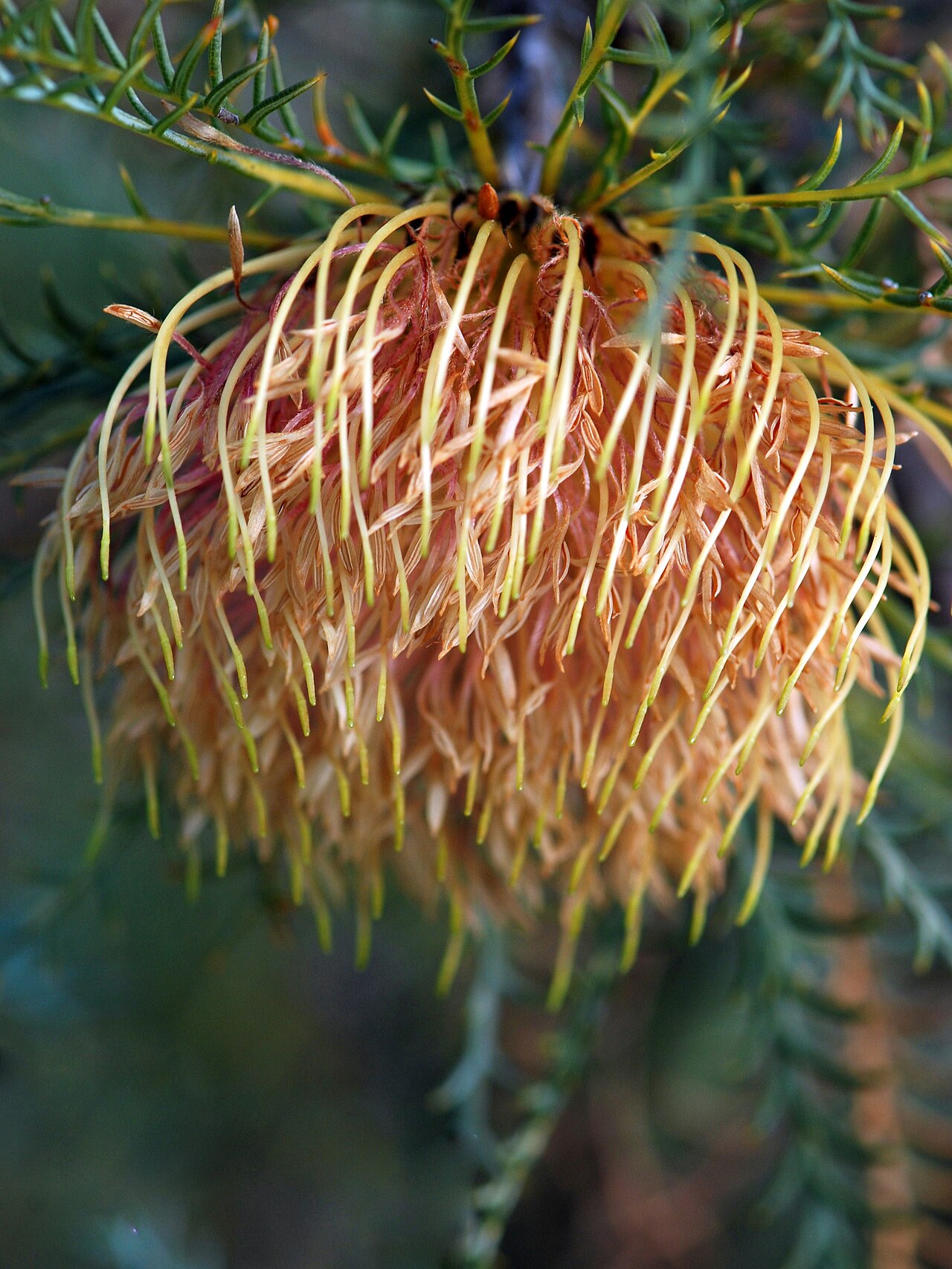 Banksia fraseri: Banksia fraseri is an interesting plant as it grows in many different soil types. In our area it is usually a low shrub. Between April to September it produces