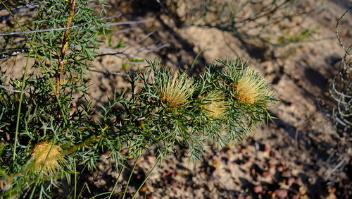 Banksia fraseri (Banksia fraseri)