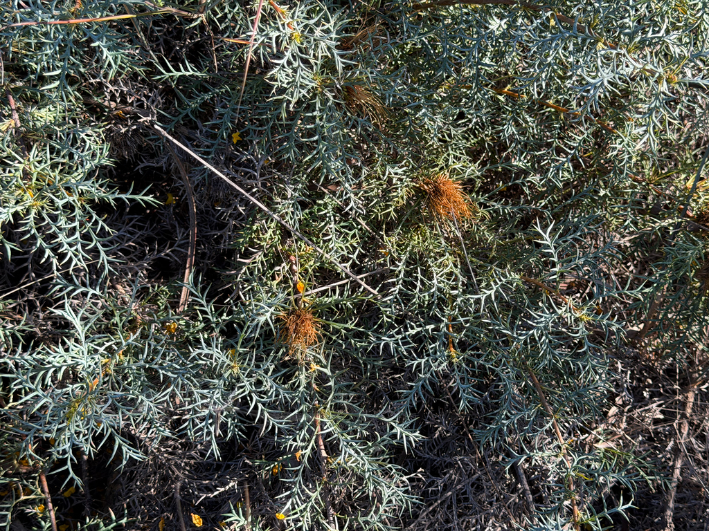 Banksia fraseri (Banksia fraseri)