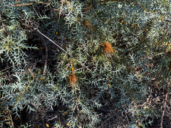 Banksia fraseri (Banksia fraseri)